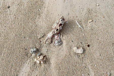 在天堂岛西切尔的海滩上 近距离靠近珊瑚支撑甲壳贝类旅行岩石动物宏观野生动物螃蟹石头图片