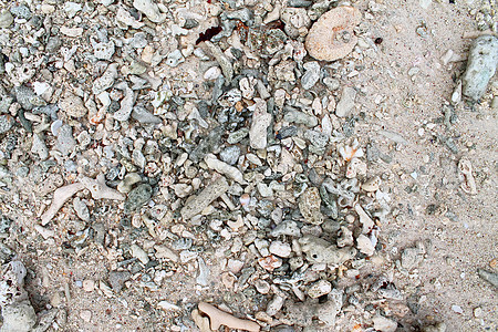 在天堂岛西切尔的海滩上 近距离靠近珊瑚石头海洋旅行大理石贝类海岸岩石甲壳螃蟹支撑图片