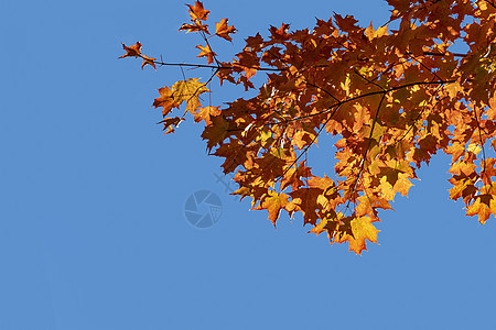 蓝天空背景的秋叶树叶图片