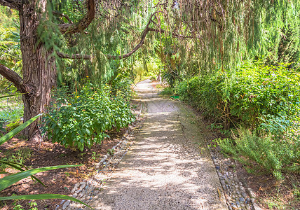 植物园和平通道在植物园内美化植物人行道石头途径旅行小路叶子花园公园图片