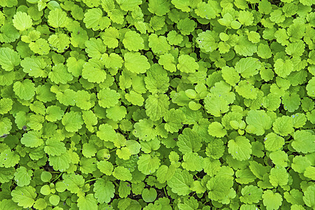 特写绿树叶背景的自然性质静脉生态环境植物群季节生活树叶生长热带植物学图片