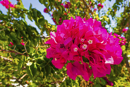 在自然的园圃里 紧紧地挂着花朵花束花园季节花瓣植物群植物植物学叶子园艺农村图片