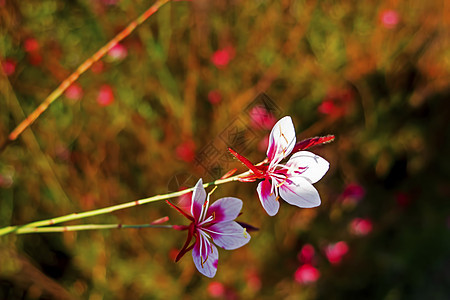 在自然的园圃里 紧紧地挂着花朵花瓣植物群植物植物学季节花园农村园艺花束晴天图片