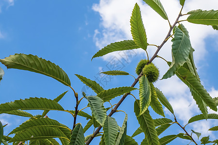 密闭木的栗子树和天然的绿叶森林植物学树叶公园植被板栗花瓣季节枝条宏观图片