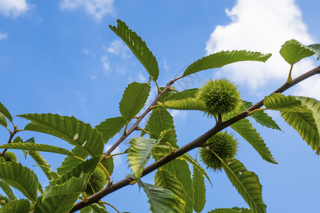 密闭木的栗子树和天然的绿叶植被植物板栗树叶宏观阳光生长季节植物群森林图片