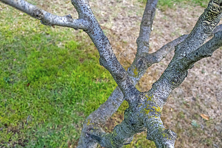 在冬季特写无叶树 以补冬木头宏观树枝墙纸树干植物森林植物群公园乔木图片