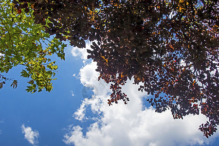 秋树上的树叶和蓝天叶子季节风景植物群橙子公园太阳场景蓝色天空图片