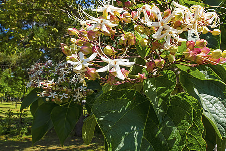 在自然的园圃里 紧紧地挂着花朵阳光花园叶子园艺生长花束农村季节植物群植物学图片