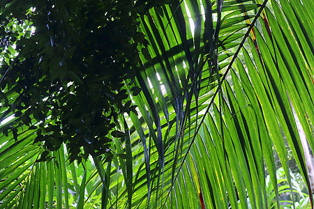 美丽的绿色近身照上热带植物叶叶的青绿镜头植物群海滩蓝色椰子生态天堂热带叶子棕榈森林图片