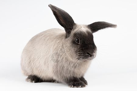 孤立背景上的拉普兔蓝色警报毛皮灰色工作室垂耳兔子白色耳朵图片