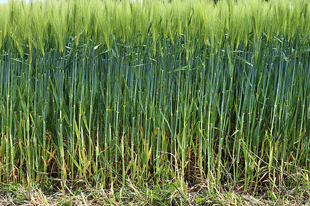 对作物和小麦田特克思的美丽而详细的近距离观察植物收成农场小麦玉米叶子种子稻草生长草本植物图片