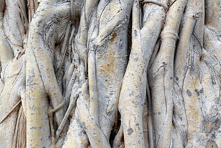 Bodhi树根的表面 拥挤无序地聚集古董墙纸皮肤画幅灰色木头风化图片