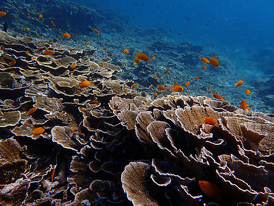 蓝海下鱼类和珊瑚 水下摄影活动潜水蓝色海洋生物海洋动物背景图片