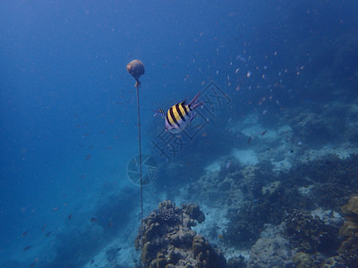 蓝海下鱼类和珊瑚 水下摄影海洋生物蓝色潜水海洋活动动物背景图片