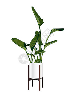 时髦的家庭种植 现代花盆 植物花瓶 植物生长 矢量插图图片