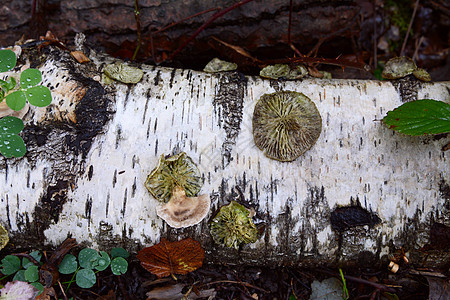 圆圆圆圆盘的括号真菌 在坠落的银白木上图片