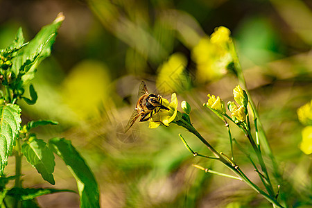 夏日 克里米亚的美丽植被 (笑声)图片