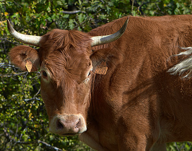 牧牛和在草原中休息牧草绿色牛奶农村国家背景图片