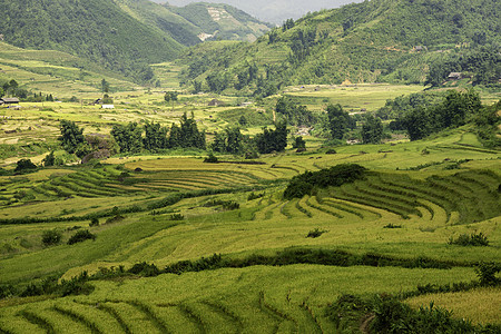 越南Yty Sapa Laocai等地的田稻田准备收割建筑学环境农场土地场地农民种植园成长阳台旅行图片