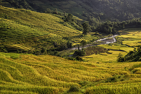 越南Yty Sapa Laocai等地的田稻田准备收割地球农民绿色栽培植物农业日落土地旅行成长图片