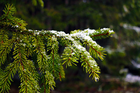 青绿的带雪的小树枝 有选择的焦点宏观季节松树雪花森林木头植物群雪堆天气云杉图片
