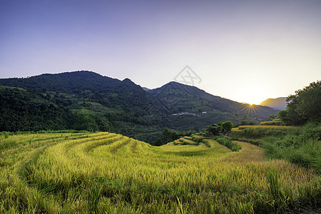 越南Yty Sapa Laocai等地的田稻田准备收割环境地球日落农民栽培土地阳台绿色曲线建筑学图片