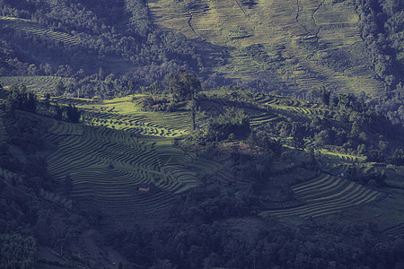 鸟瞰梯田越南Yty Sapa Laocai等地的田稻田准备收割种植园地球农业成长建筑学日落曲线旅行绿色栽培背景