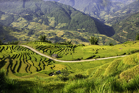 越南Yty Sapa Laocai等地的田稻田准备收割种植园栽培场地植物建筑学旅行日落绿色阳台地球图片