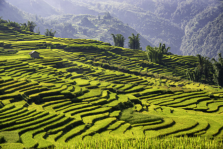 越南Yty Sapa Laocai等地的田稻田准备收割栽培成长日落植物环境地球农场旅行土地农业图片