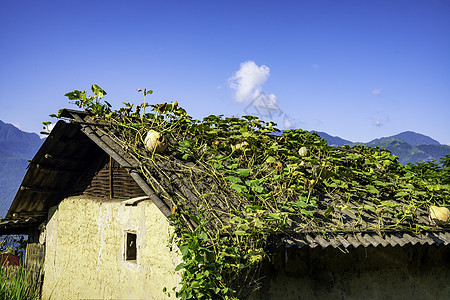 越南Yty Sapa Laocai等地的田稻田准备收割农场绿色曲线旅行地球建筑学收成日落栽培阳台图片