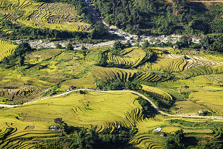 越南Yty Sapa Laocai等地的田稻田准备收割绿色场地日落农民土地阳台建筑学地球环境农场图片