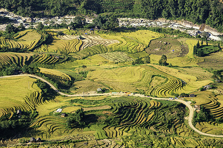 越南Yty Sapa Laocai等地的田稻田准备收割旅行绿色土地种植园植物农场农业场地建筑学地球图片