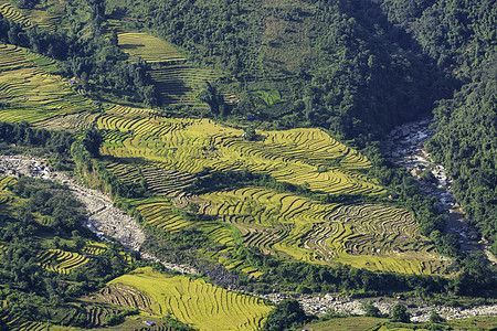 越南Yty Sapa Laocai等地的田稻田准备收割绿色旅行成长阳台环境种植园曲线栽培植物农场图片