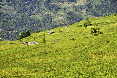 越南Yty Sapa Laocai等地的田稻田准备收割农场成长日落阳台场地农民旅行栽培曲线农业图片