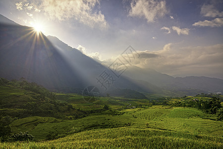 越南Yty Sapa Laocai等地的田稻田准备收割植物阳台环境地球成长旅行农场绿色曲线日落图片