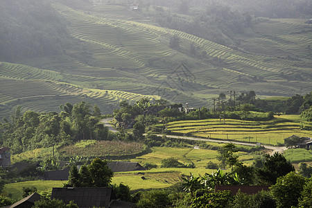 越南Yty Sapa Laocai等地的田稻田准备收割建筑学栽培绿色土地场地成长日落环境收成种植园图片