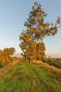 Eucalyptus树 恩阿费克自然保护区图片