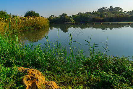 En Afek 自然保护区带高架小路的池塘旅游环境历史人行道植物群地标湿地公园溪流反射图片