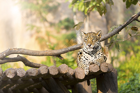 在动物园休息的木头上的老虎豹图片