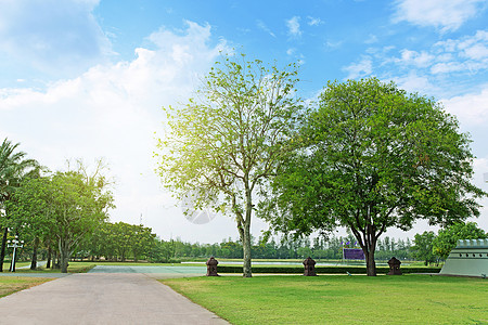 风景树与道路农村场地蓝色白色环境地平线绿色土地阳光草地背景图片