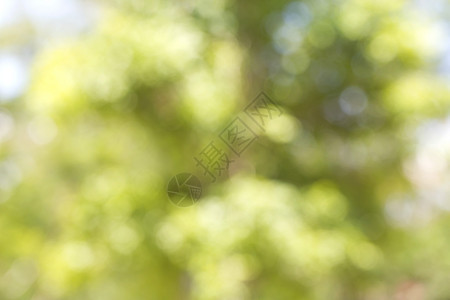 抽象模糊绿树背景植物花园晴天植物群太阳季节环境绿色树木公园图片