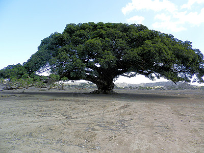 照片来自衣索比亚的波尔特附近村落景色美观摄影风景干旱山羊海平面天线极端建筑教会地标沙漠图片