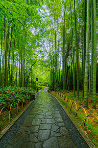 在Shuzenji的小竹林旅游旅行观光历史性小路竹子森林地标温泉文化图片