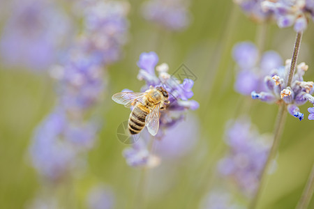 澳洲拉芬德的蜜蜂场地香味翅膀身体收成植物背景紫色薰衣草农村图片