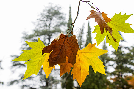 秋秋和秋叶树林背景灌木丛公园叶子花园树木梧桐木植物群橙子植物黄叶图片