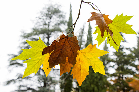 秋秋和秋叶树林背景梧桐树叶叶子花园橙子森林绿叶天空梧桐木黄叶图片