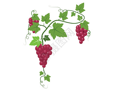 带有叶子图标矢量图案的葡萄果实插图酒精酒厂葡萄园标签餐厅植物农业水果酒吧图片