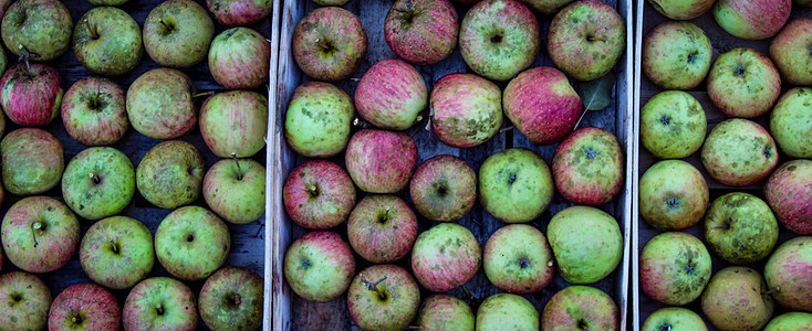 土生土长的苹果在乡下倒塌 苹果完全堆在一个木制箱子里图片