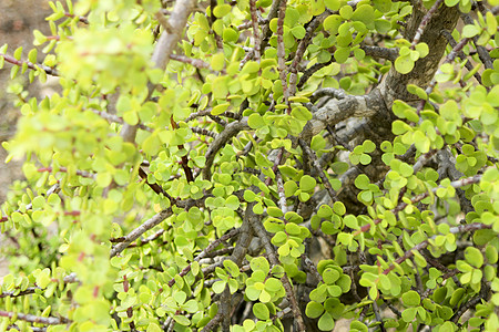 大象灌木 草原生物学软木户外运动衬套生物环境植物矮人植物群叶子图片