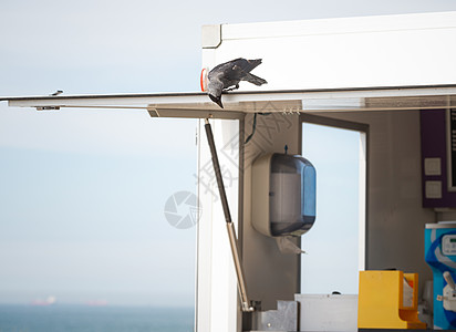在荷兰海滩寻找食物残渣的 Jackdaw鸟图片